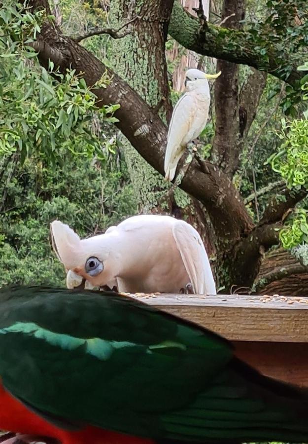 Bird Songs Getaway Accommodation Cabbage Tree Creek Екстериор снимка