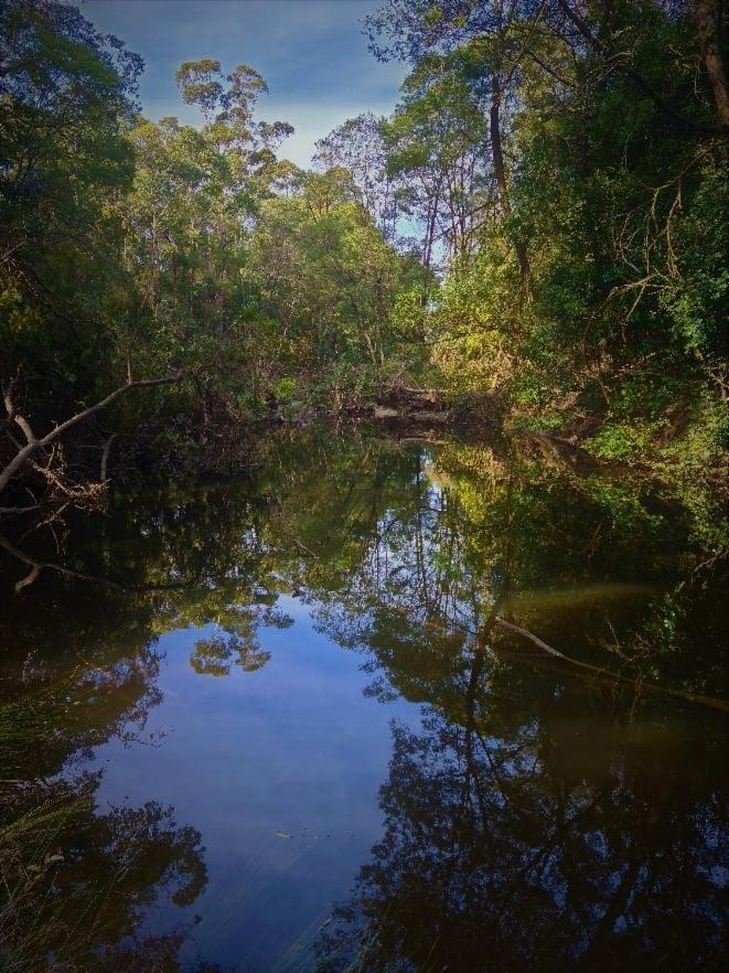 Bird Songs Getaway Accommodation Cabbage Tree Creek Екстериор снимка